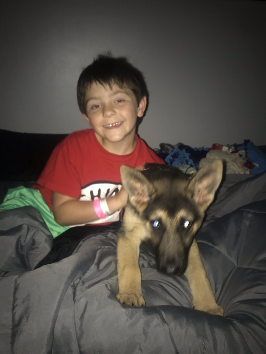 brandonchrissyW's tweet photo. Rex (future helper dog) #alexbrandon #johnjohnbrandon https://t.co/sJ61wL9gdB