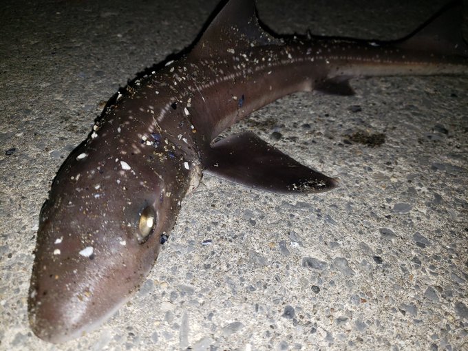 ホシザメの特徴 見分け方 写真から探せる魚図鑑