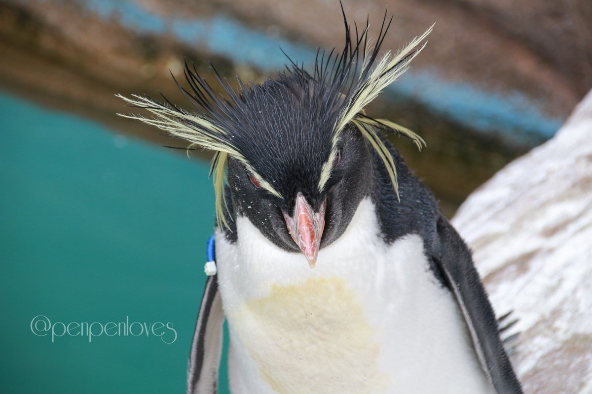 ダウンロード ロック ホッパー ペンギン