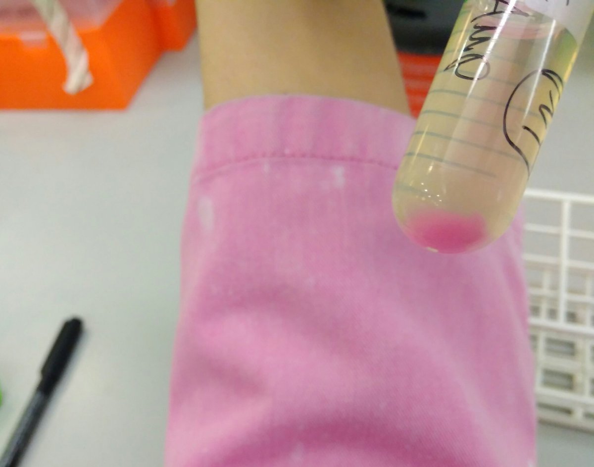 Prokaryota's tweet photo. Why yes, my bacterial pellet DOES match my lab coat, thanks for noticing! πΈπΈπΈ
#mScarlet #hotpink https://t.co/6XYUp9Vglv
