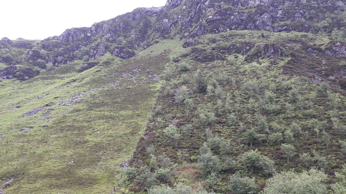 A simple sheep fence can make a big difference - no need for tree planting! 

We should pay landowners to encourage the right side and disincentivise the left side (photo from Snowdonia NP, Wales)