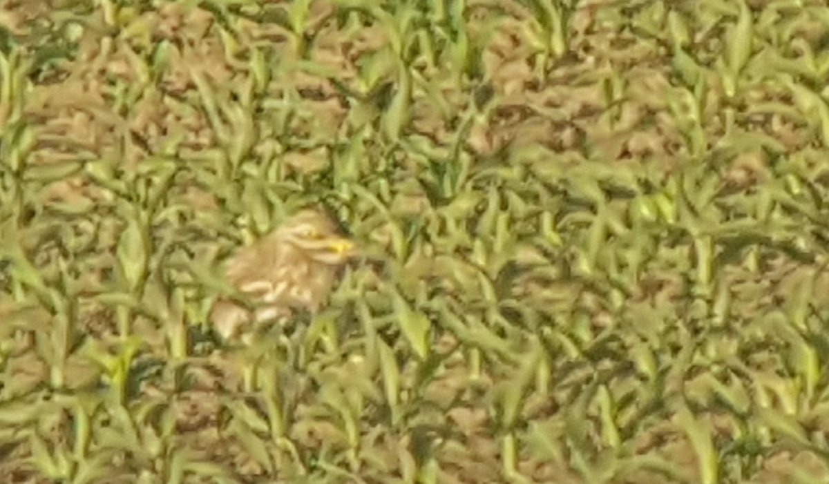 Poldernatuur tweet media