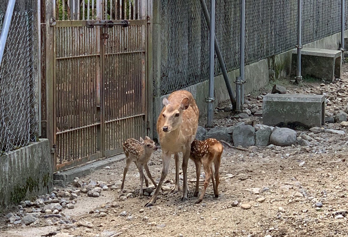 子鹿は触っちゃダメ Hashtag On Twitter