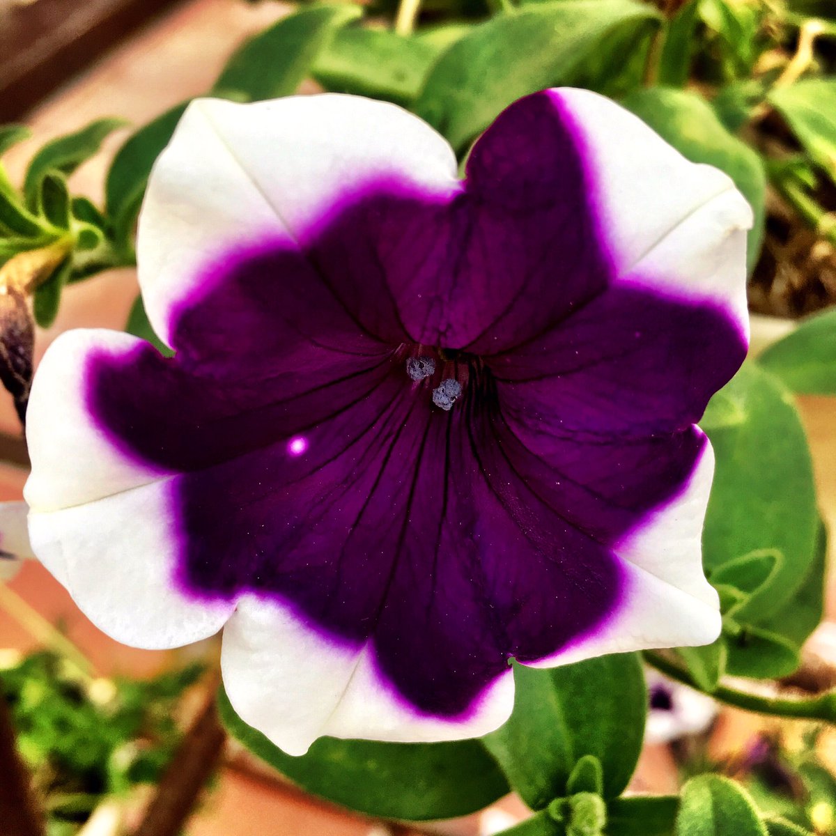 shakis100's tweet photo. As soon as you trust yourself, you will know how to live!
#naturaleza #flower #flor #bloom #blossom #flowers #flores #blossoms #blooms #flora #floral #florals #flowerpower #flowermagic #flowerporn #flowerstagram #floweroftheday #flowerslovers #shakis100 @shakis100 https://t.co/cgURR9edBO