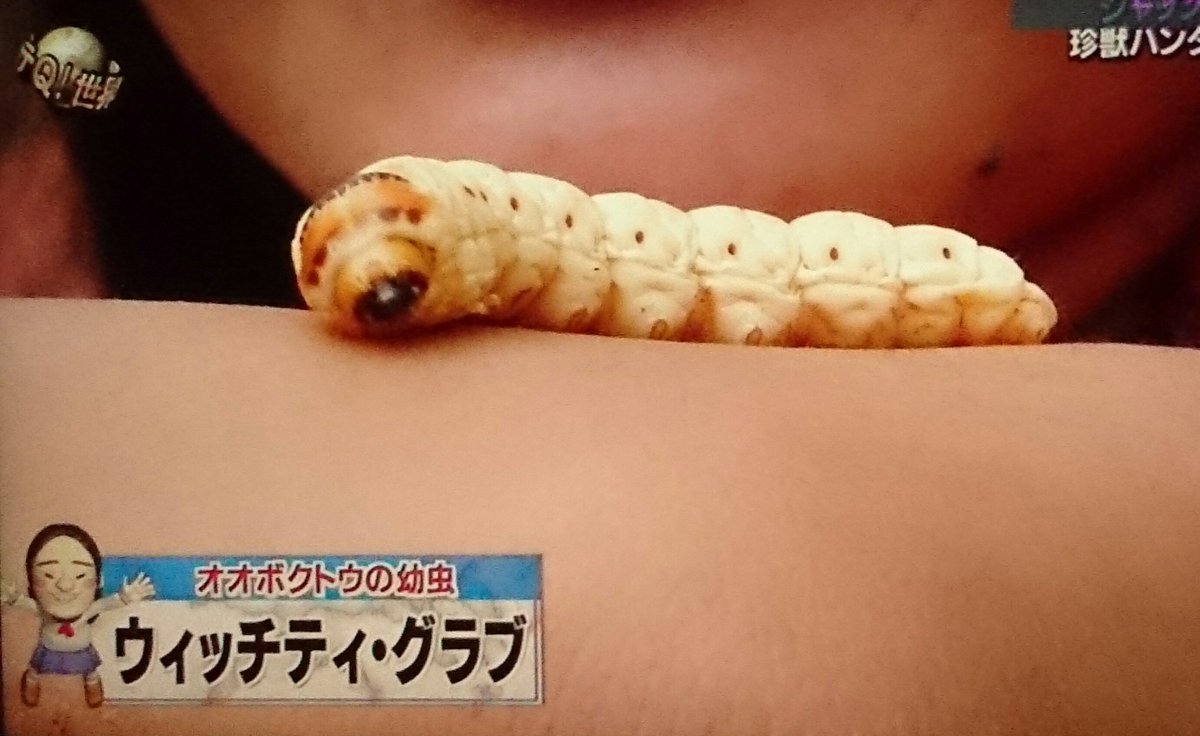 19年6月9日 世界の果てまでイッテｑ で よしこ が話題に トレンドアットtv