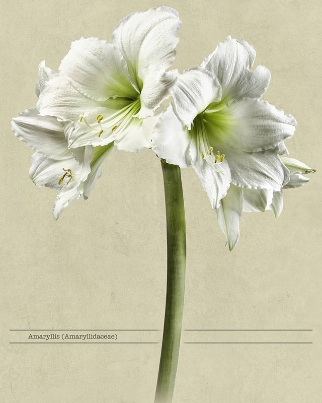 Backfishnascher's tweet photo. Bildabgabe Wachstumsprozess 3/3
.
.
.
.
.
.
.
.
.
.
#plants #amarillys #garden #schoolbook #green #macrophotography #macro #growingplants #studiophotography #canon #tamron #bron https://t.co/HiLwcHF2zB https://t.co/xX5hoopdAL