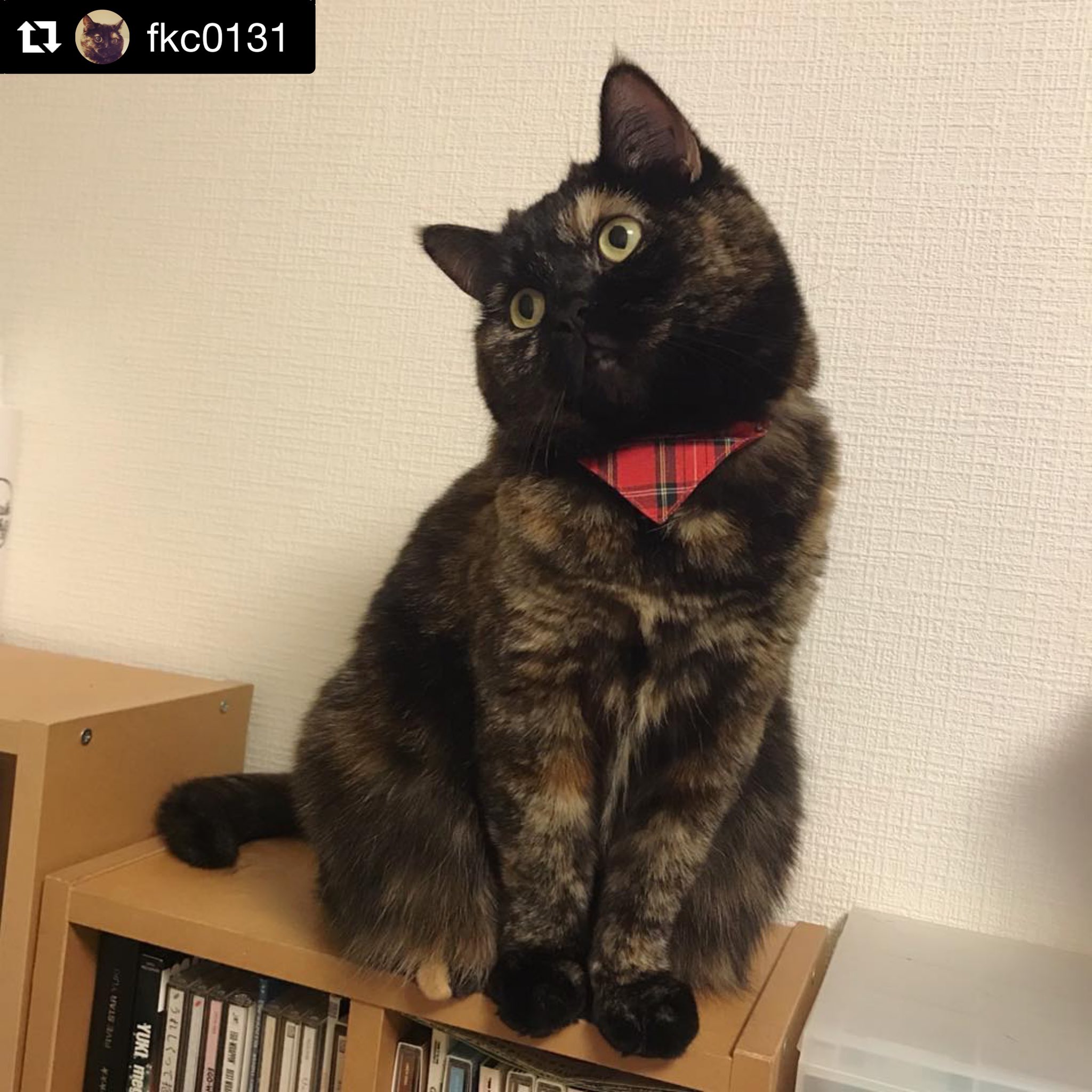 ねこ様 ネコソダテ公式☆徹底して猫に誠実☆日本で唯一のまじめな首輪