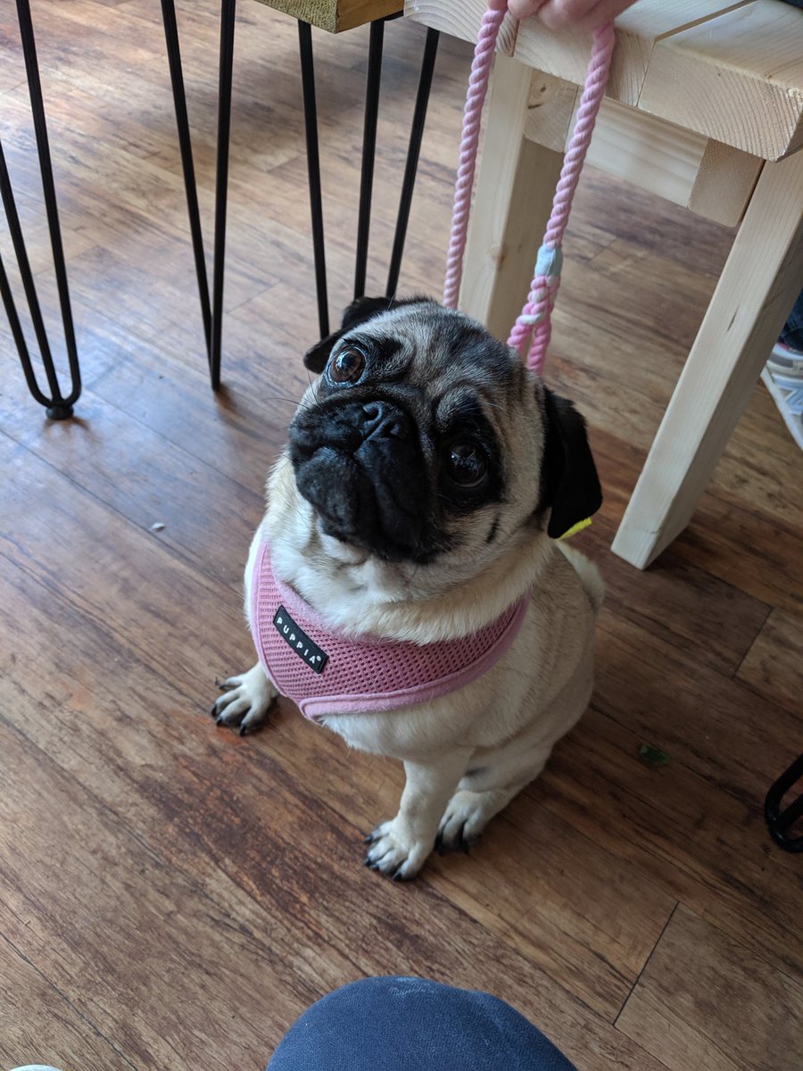 BDiddleys's tweet image. Games, merch and occasionally, doggos in the shop. The big three. #brighton #boodiddleys #gaming #retro