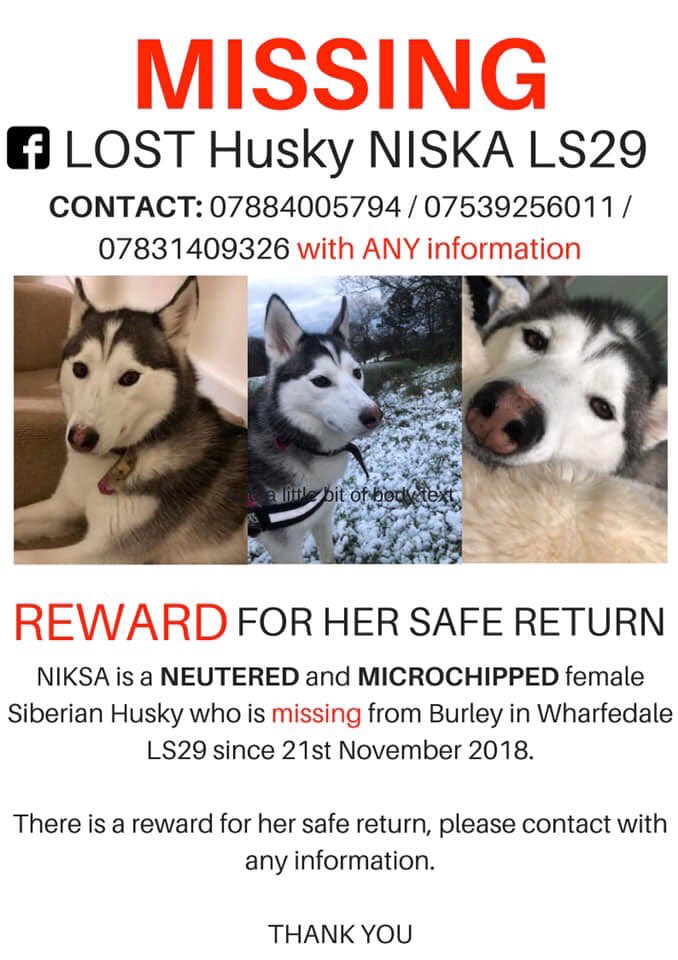 Niska #Missing #siberanhusky since November 2018 from #burleyinwharfedale #MissingDogsUK #LostDog #doglost