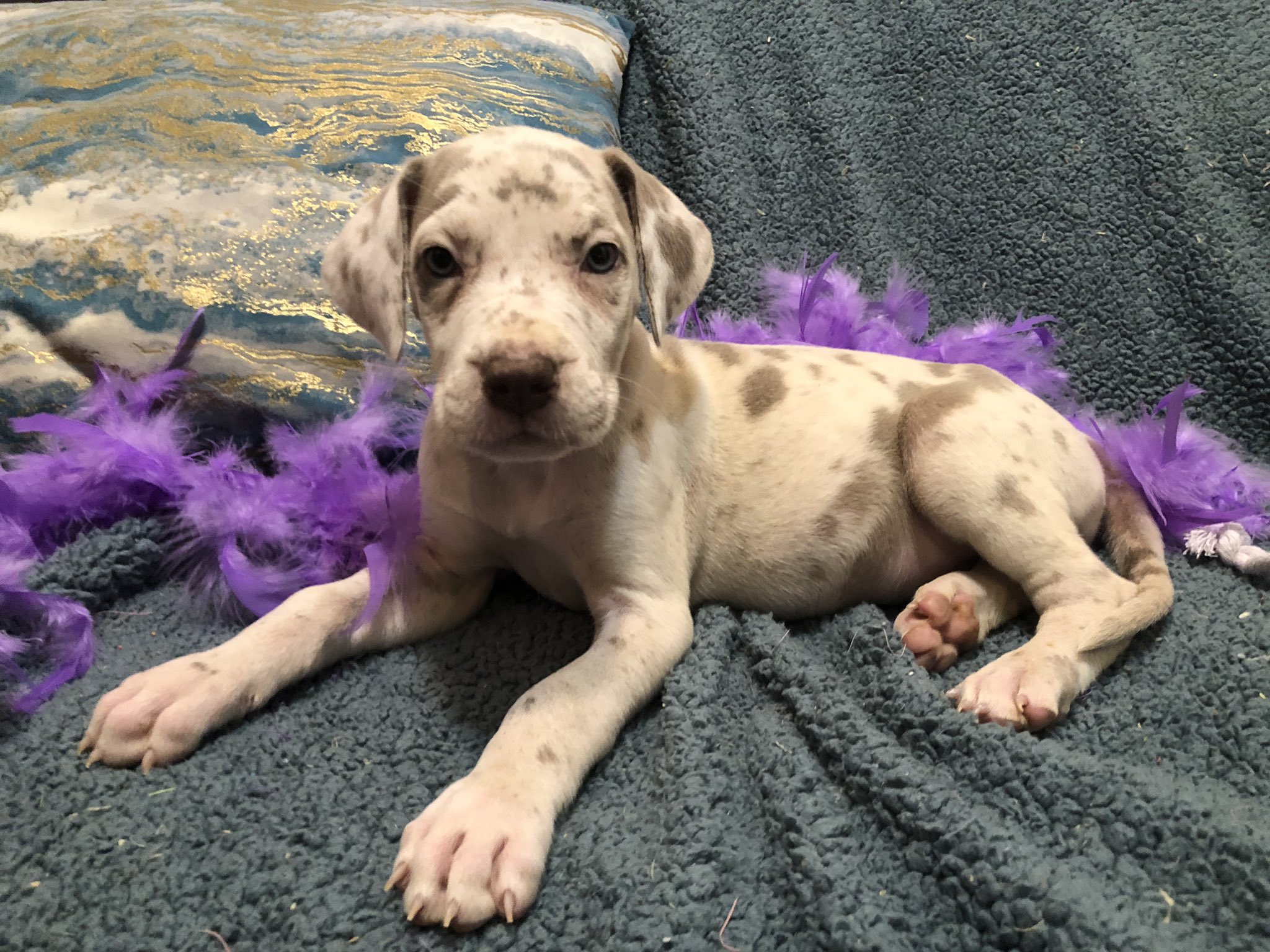 Devin Harris on X AKC Lilac Merle Great Dane Puppy. https t Tcup52iFuX https t 0gDOjLOOny X