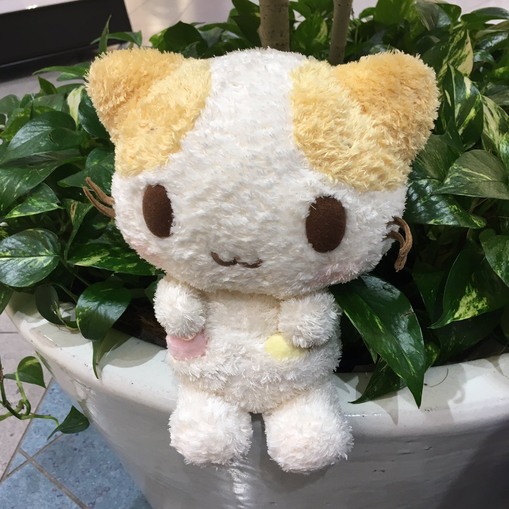 マシュマロみたいなふわふわにゃんこ SANRIO(一時休止中 マシュマロみたいなふわふわにゃんこ SANRIO(一時休止中