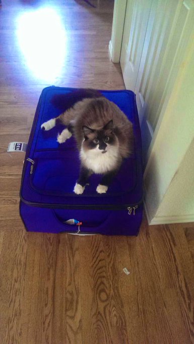 cat pics for smiles 🌈 https://t.co/foYfGc5q3m<a href="/tag/camgirl"class="tags"><span>#camgirl</span></a><a href="/tag/bootyworship"class="tags"><span>#bootyworship</span></a>