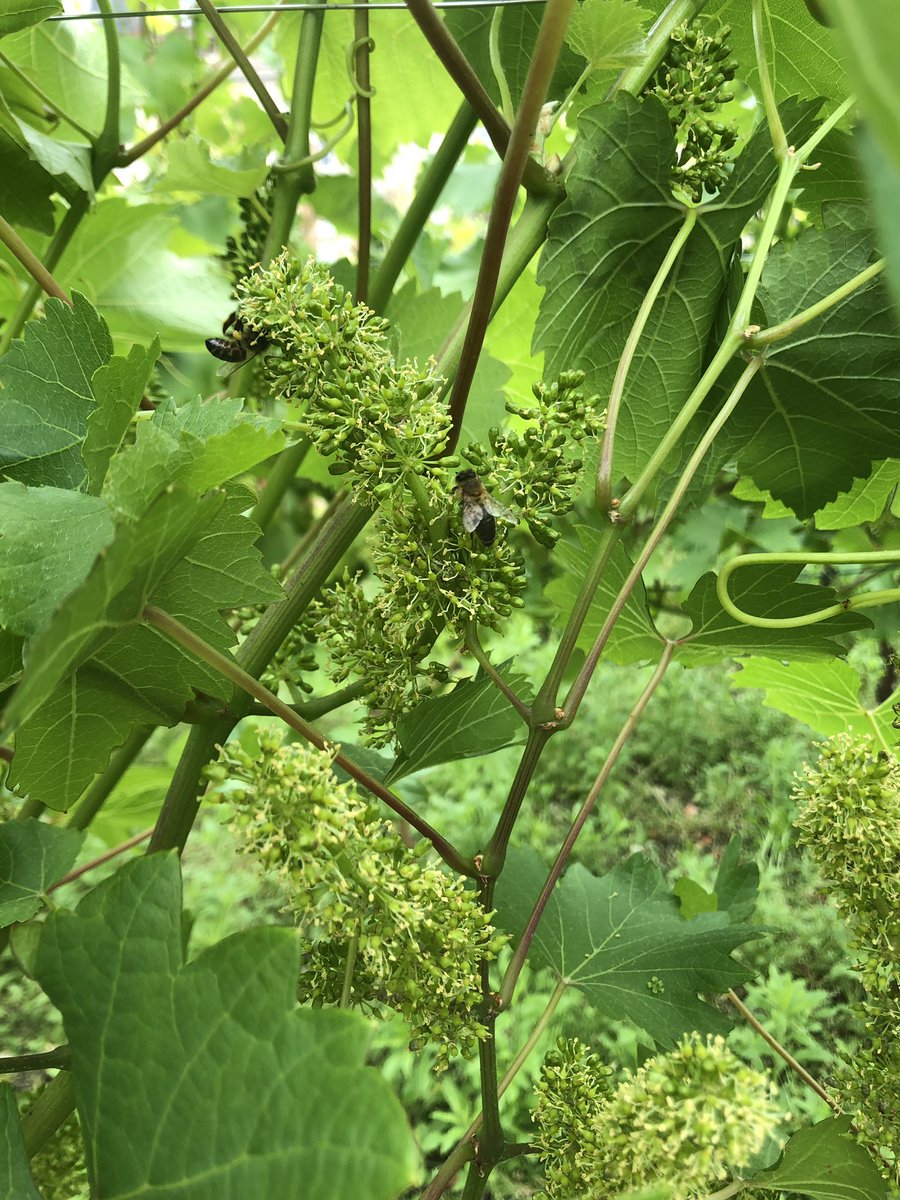 UrbAgri's tweet photo. Beaucoup d’abeilles en pleine forme sur nos vignes. Ça bosse dur même le dimanche ! https://t.co/2AK2vq3l0F