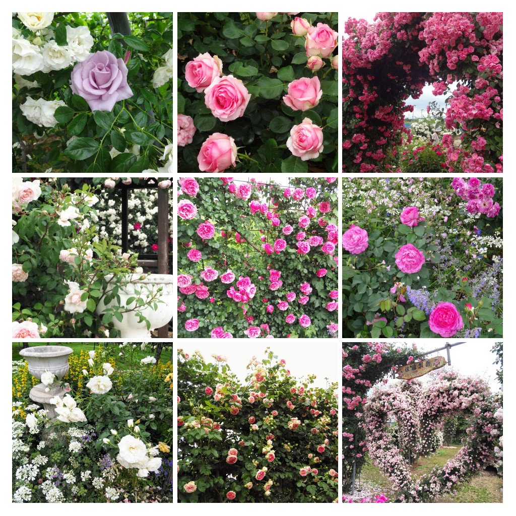 佐藤梨園 Twitter Search Twitter 佐藤梨園 Twitter Search Twitter