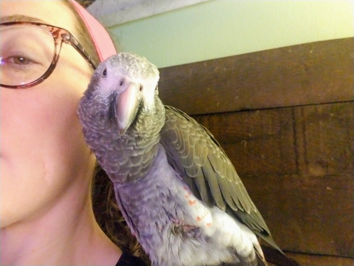 ParrotTown's tweet photo. Happy Sunday Everybirdy 💖 me and Charlie playing #yahtzeewithbuddies while we wait on my morning coffee 🙃☕ https://t.co/o2qbnme8Di