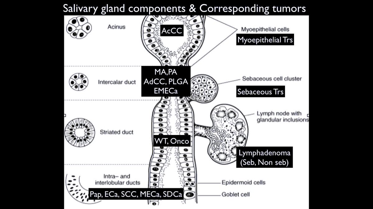 rdpatho's tweet photo. Salivary gland tumors - origin &amp; IHC https://t.co/KQ5qPbX006