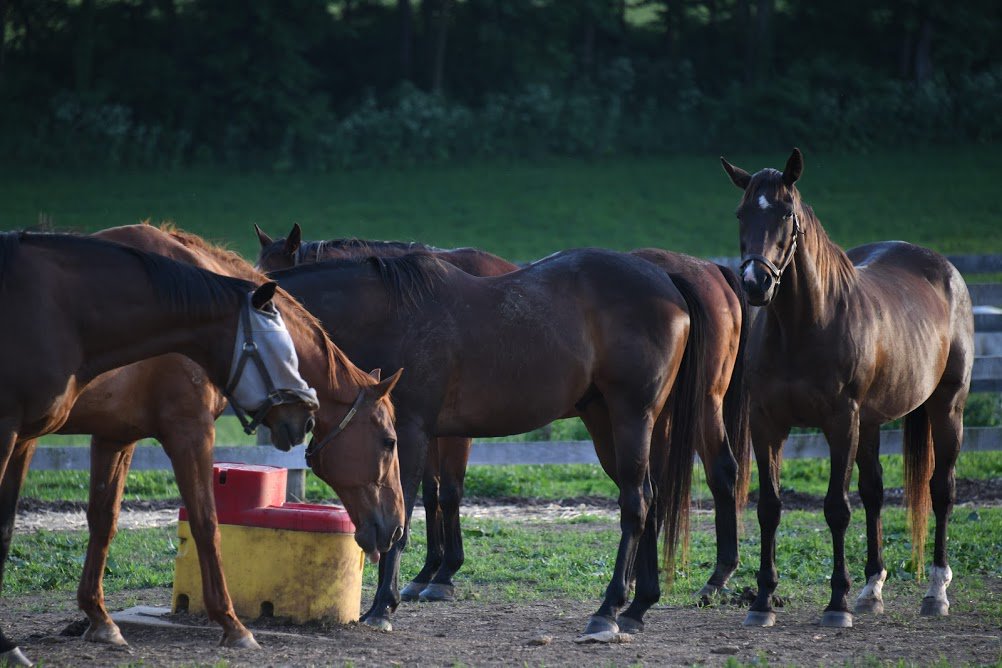 Oldfriendsfarm's tweet photo. Old Friends of the Day: KUDOS, AFFIRMED SUCCESS, EL OH EL, NORTHERN STONE & INTERWIN. Watercooler gossip. #howrumorsgetstarted. Photo @battles_laura https://t.co/l4vNj1a1Hw
