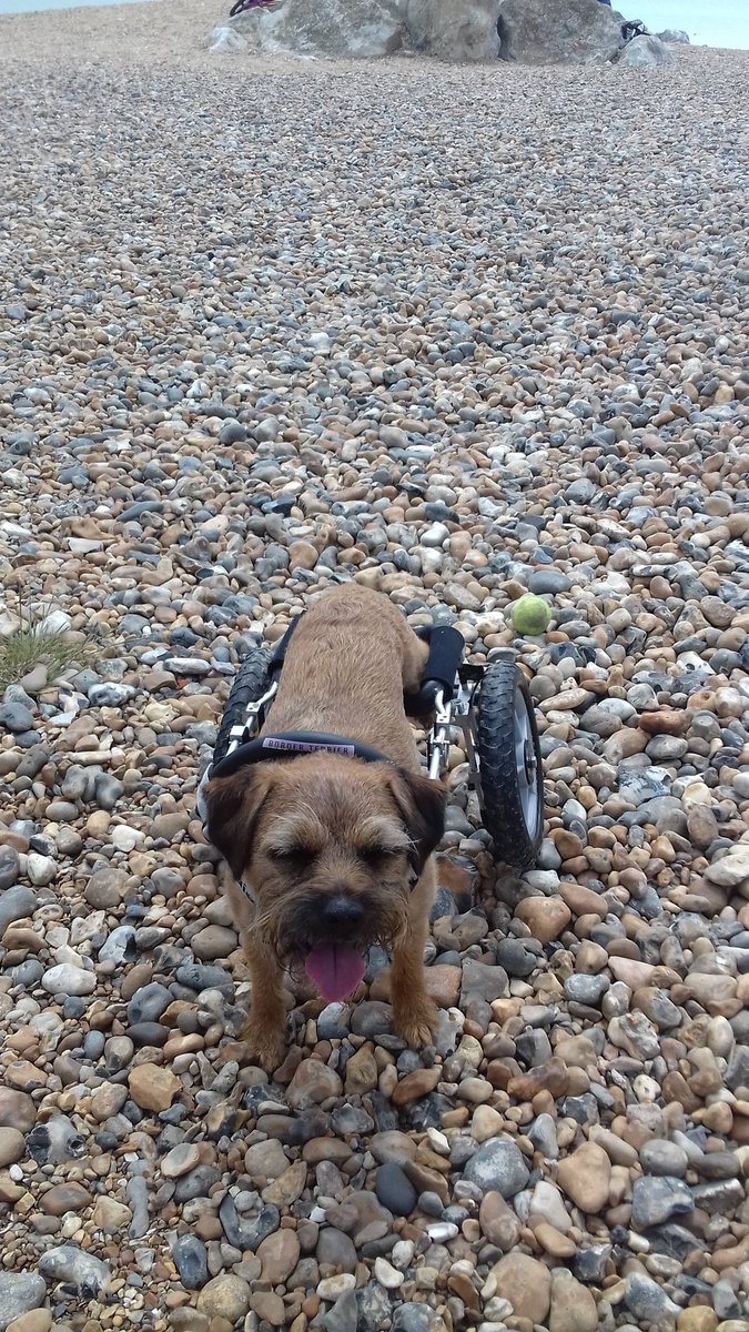 Lord Barney the BT tweet media