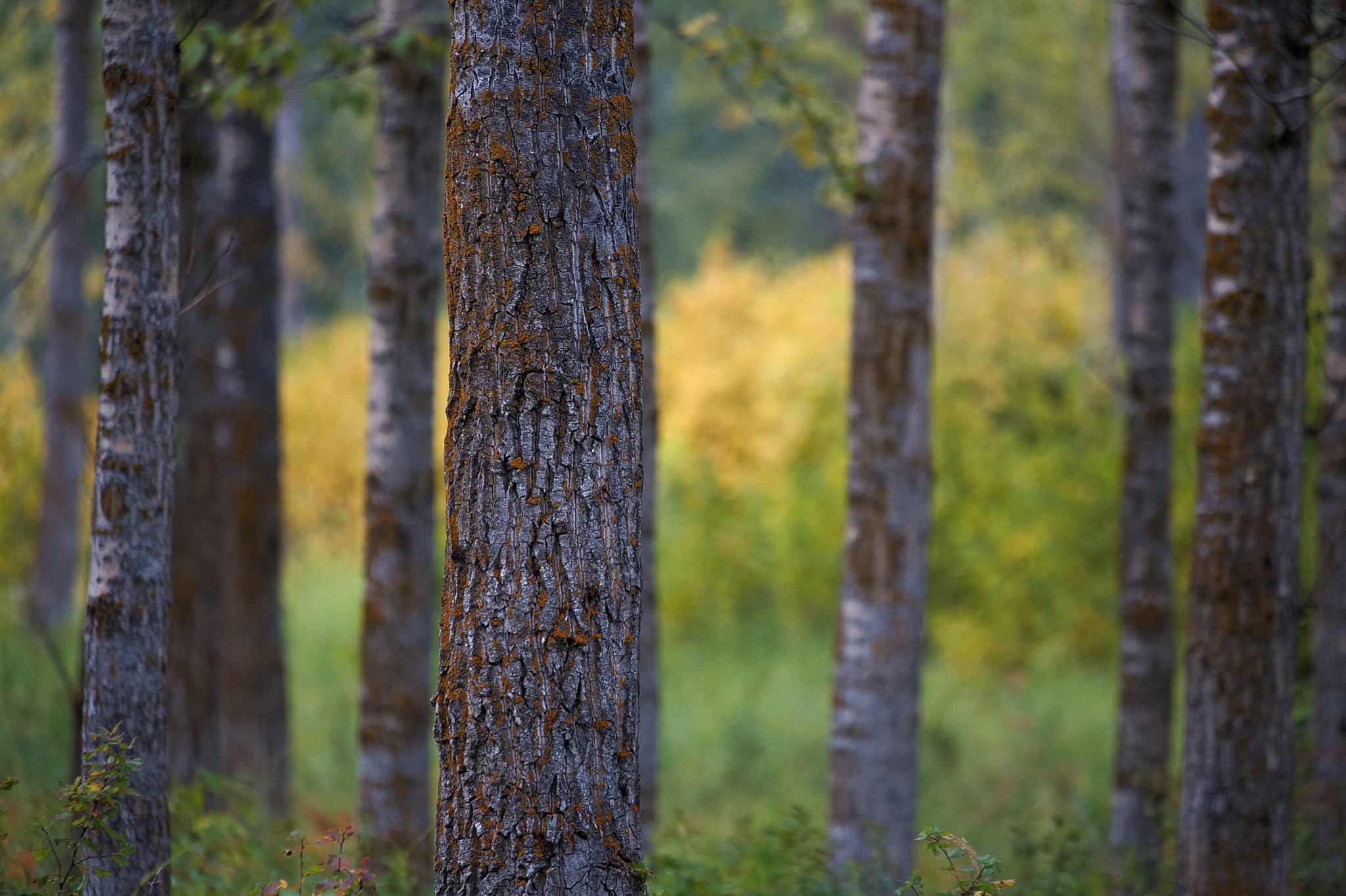 Environment Canada on Twitter "DYK? Canada’s natural resources and