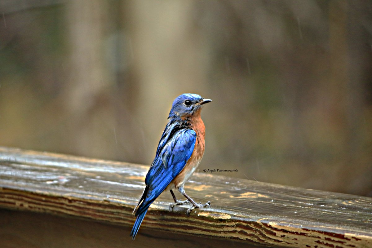 #Rain here #inthecarolinas a wet #bluebird looking depressed about all this rain we're getting. #photography #birdphotography #BirdWatching #birding #nature #NaturePhotography