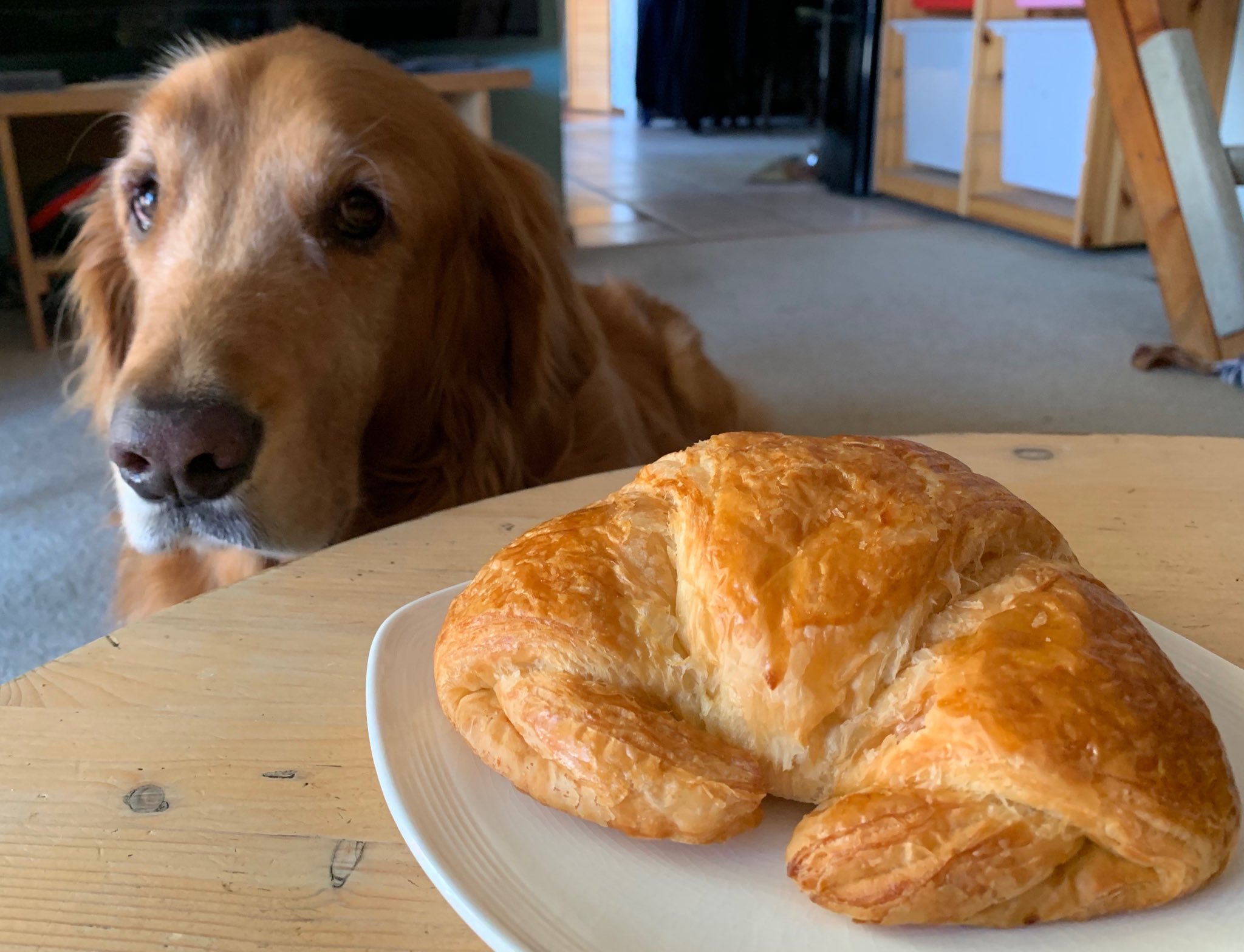 Can Dogs Eat Butter Croissant