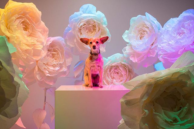 bubusthelion's tweet photo. Love these huge flowers. #Bubu #Bubusthelion #Chihuahua #chi #chimix #chihuahuasofinstagram #ears #bigears #dog #puppy #pup #cute #dogs_of_instagram #pet #petstagram #dogsitting #dogsofinstagram #ilovemydog #instagramdogs #dogstagram #dogoftheday #lovedo… https://t.co/80KY4ZLj5z https://t.co/0FRXeIdVC7