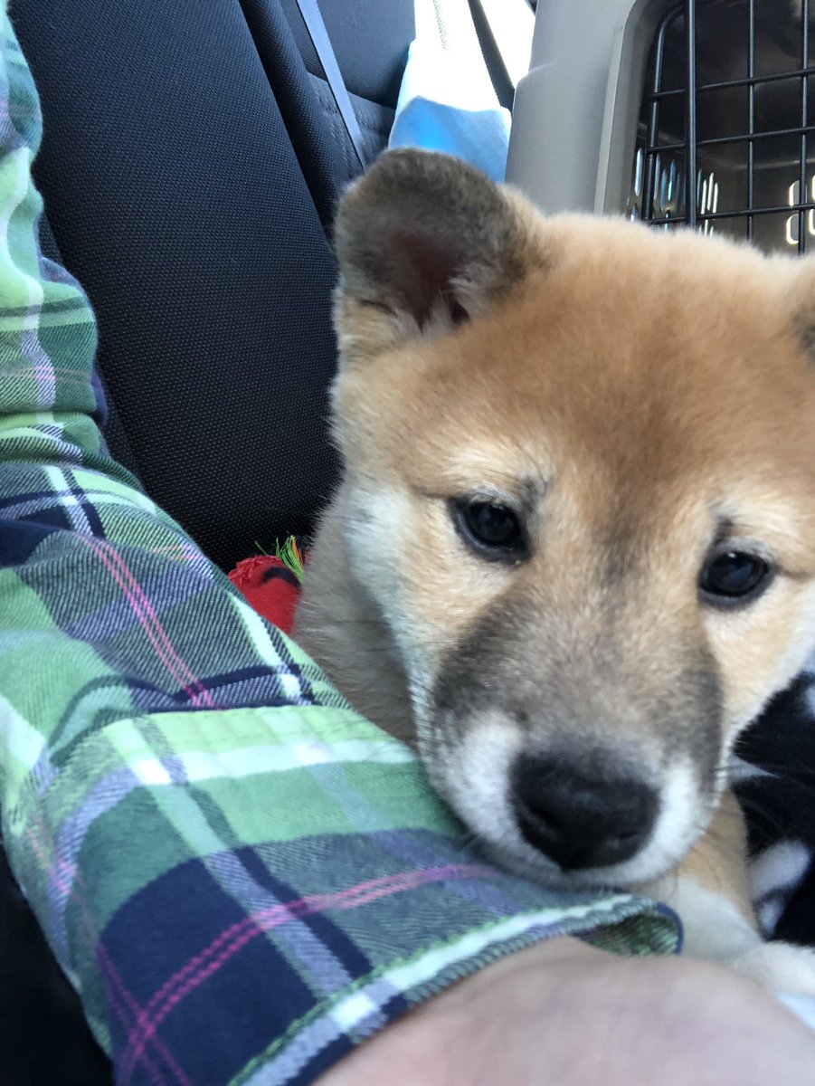 MaggieFrank09's tweet photo. Meet Cho, my #ShibaInu puppy! 🥰🥰 https://t.co/0wr2drZWQl