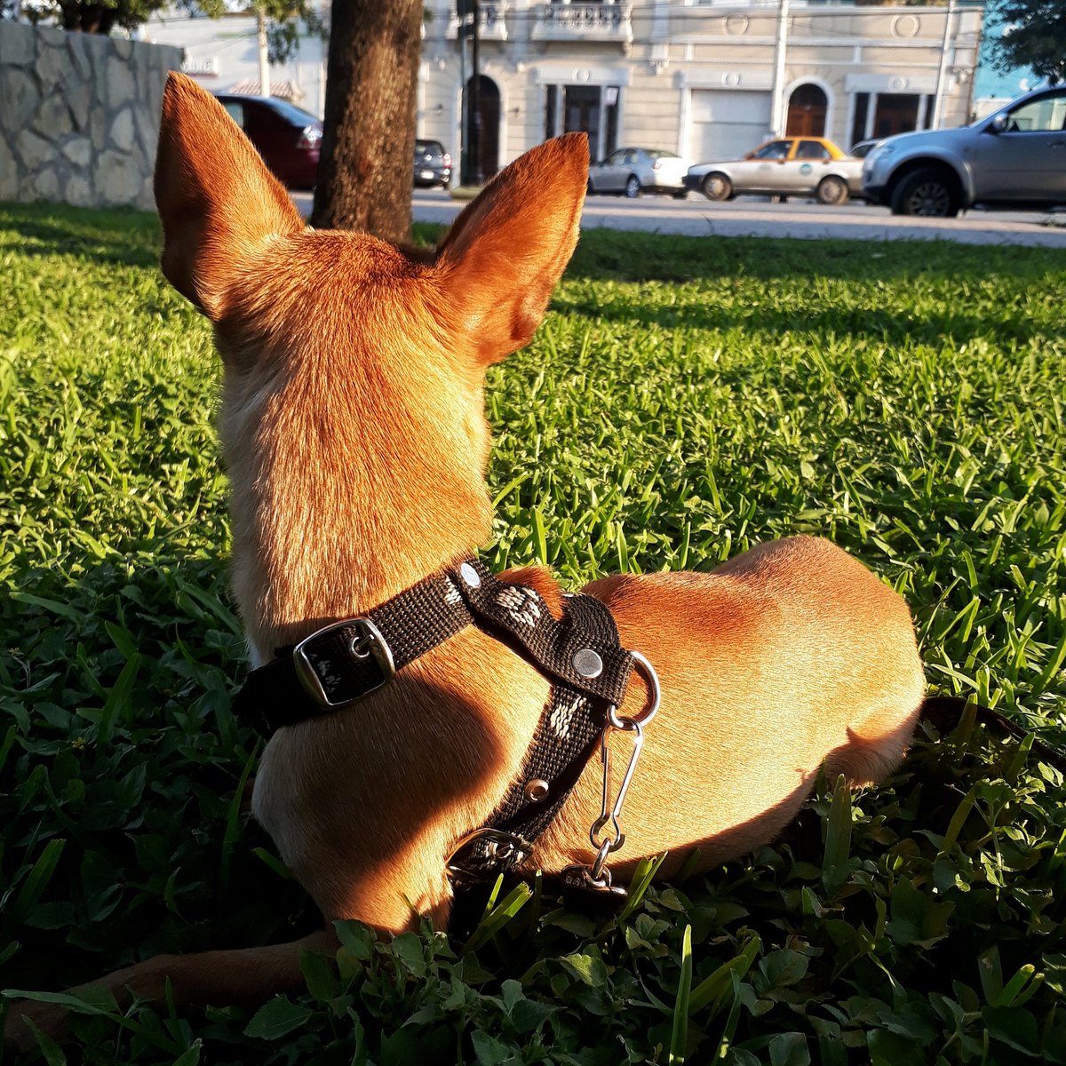 Azacantuu's tweet photo. Mi perro es más fotogénico que yo https://t.co/Gk3gK2a9v5