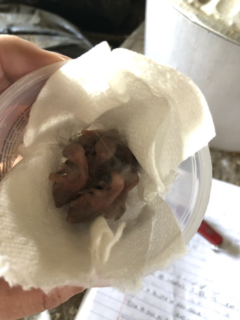 HubbardBirdLab's tweet photo. Our first barn swallow nestlings from a nest with a data logger hatched a couple days ago. Today, these little aliens were weighed and each had one toenail clipped so we can track their growth https://t.co/rhMPhHae80