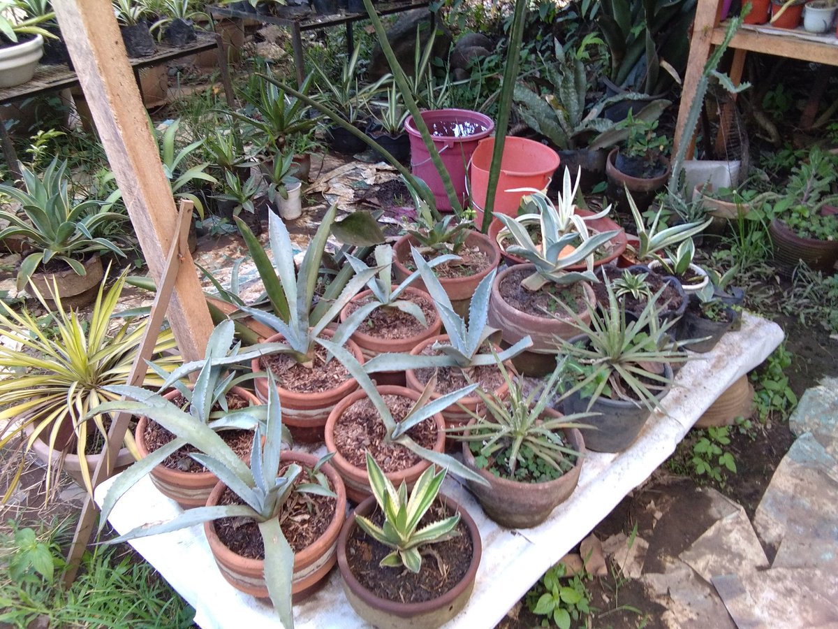 TSnrlls's tweet photo. Agave americana really stand out from the bunch!
#Agave #AgaveCollection #Asparagaceae #CenturyPlant #PlantPorn https://t.co/ysuPFgdOAF
