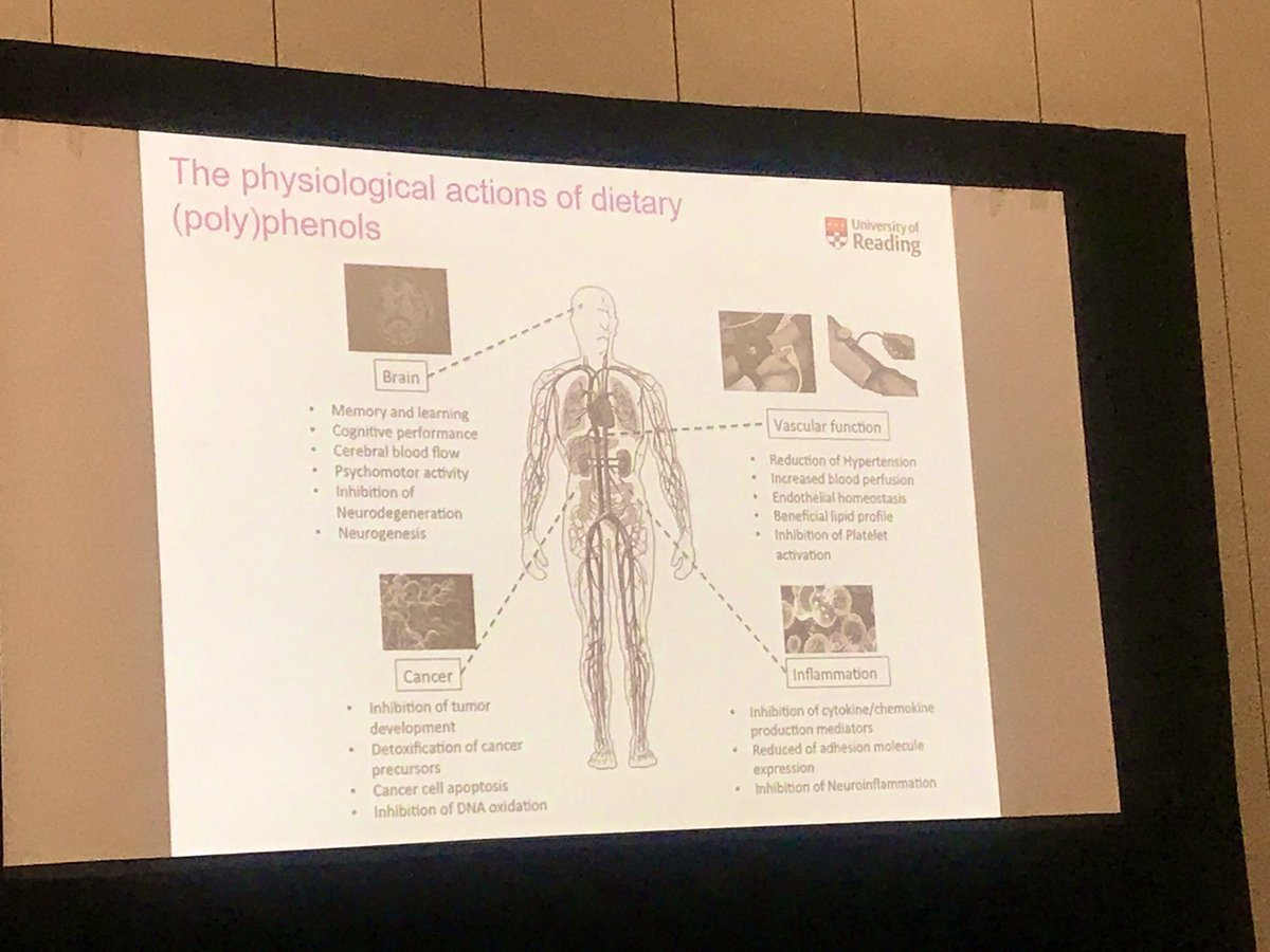 DrSarahAJohnson's tweet image. Great presentation on Absorption, Metabolism, and Health Impacts of Bioactive Food Components by @Prof_JPESpencer at #Nutrition2019. He presented evidence supporting flavanol-rich foods for improving vascular and cognitive function.
