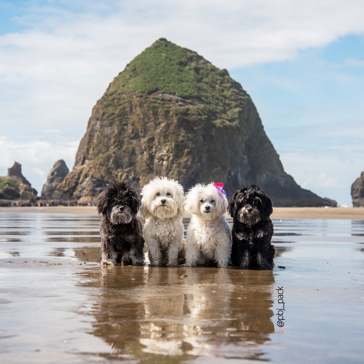 pbj_pack's tweet image. Who do you think is more famous…us or that big rock behind us? #pbjpack

#HaystackRock is one of #Oregon’s most recognizable landmarks, home to colorful tidepools and diverse bird life. It’s also been featured in a variety of films, including the opening sequence of The Goonies!