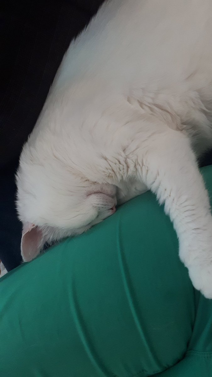 TweetKat1's tweet image. Houman part pas !