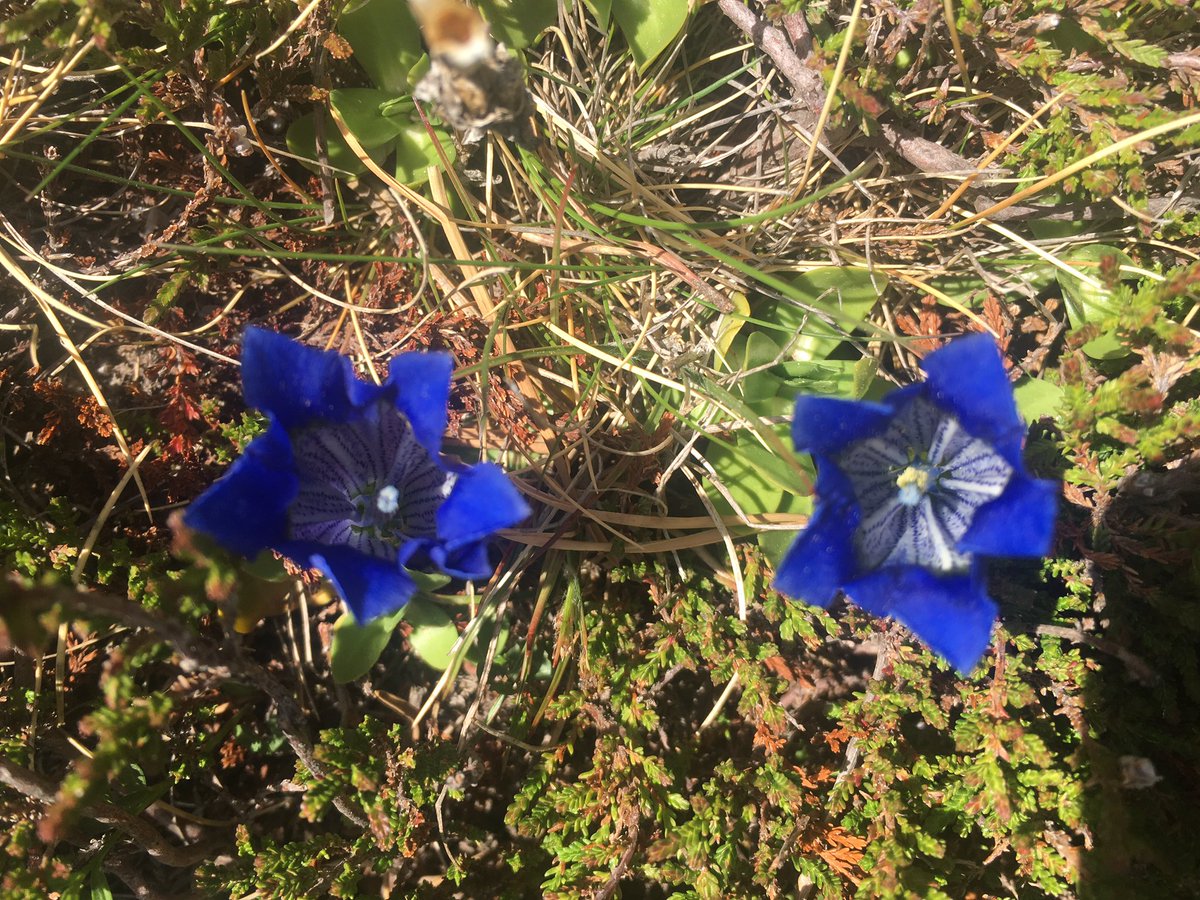Gazofilaci's tweet photo. “En blau adorable floreix”. #flora #valldecamprodon #rocacolom #carlesriba #hölderlin https://t.co/PqjbRc4Vmn
