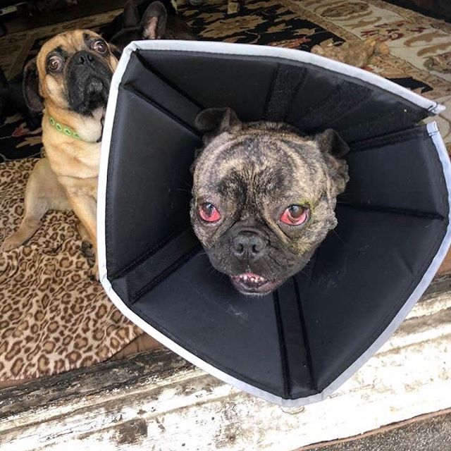 celisemccarthy's tweet image. Bruce is pretty certain he is in the presence of the antichrist.  Otherwise, how can you explain those demonic red eyes and that fashionable Elizabethan collar?  #runningwiththedevil In fact, Bruce was a slaughterhouse survivor that I was fostering and H… bit.ly/2R7DjKF