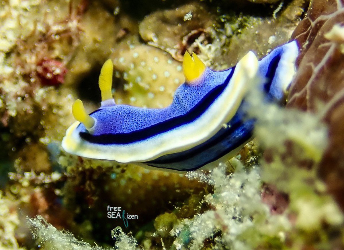 freeseatizen's tweet photo. And this dorid nudibranch bids y’all a HAPPY WORLD OCEANS DAY! 💙 Blue vibes of the clean seas be with us all! 👌🏻

#FreeSEAtizen #FreedivingPh #freediving #PADI #nudibranch #underwaterphotography https://t.co/VUakJUUS3U