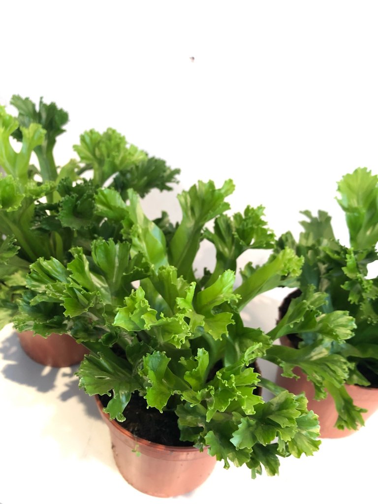 Asplenium Leslie. AKA, the Space Cabbage.

Aspleniums make fantastic ferny houseplants for forgetful waterers. They will fall droopy and sad when thirsty but pop back up in a couple of hours. Super easy!

#Houseplant #houseplantclub  #houseplantjournal