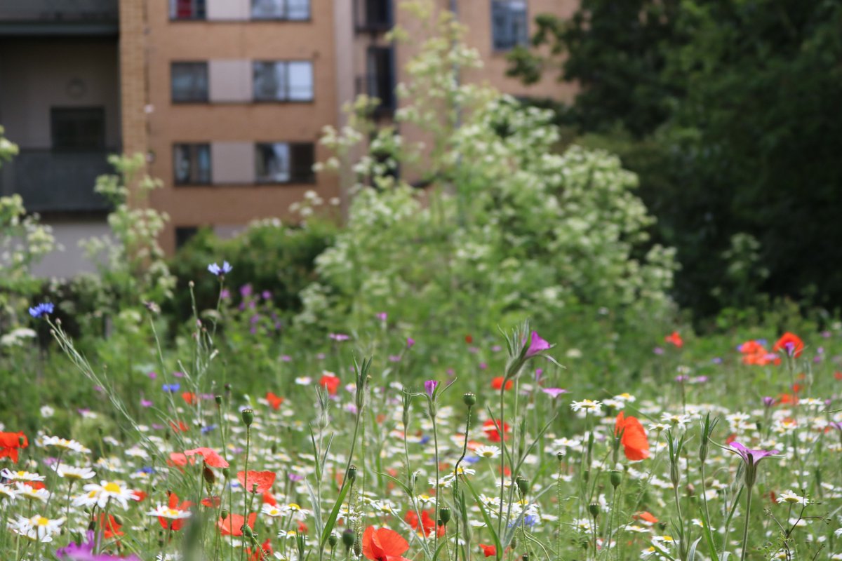 KorichevaLab's tweet photo. Thoroughly enjoyed @OpenSquares today, visited 7 gardens in total, including two roof gardens, the allotment garden @goldenlaneEC1, @BarbicanWLG and 3 gardens in the Temple #OGSW2019 https://t.co/5w3E5j3NCu