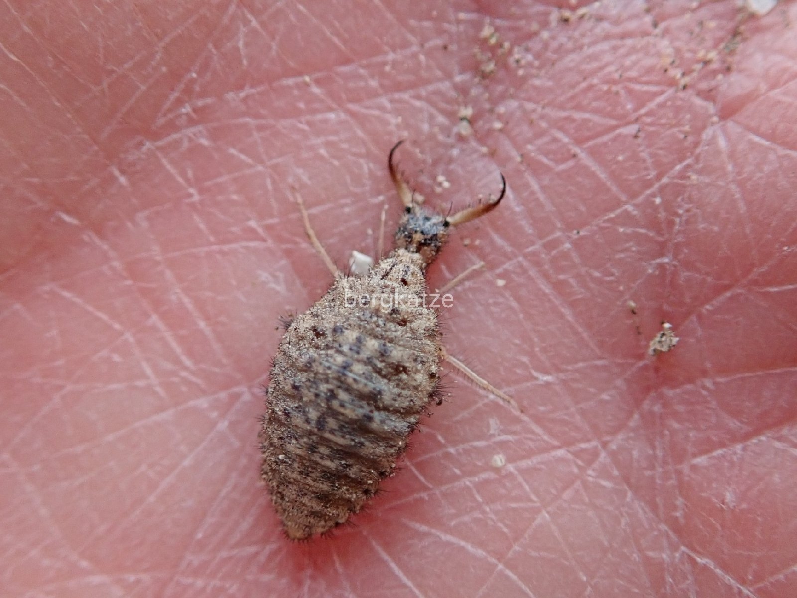 Bergkatze べるくかっつぇ クロコウスバカゲロウ Myrmeleon Bore Tjeder 1941 砂地に アリジゴクの巣を見付けたので 幼虫を出してみた 頭部腹面の紋は薄くて頼りないが 頭部背面の紋はクロコウスバカゲロウのもの 海辺や河原の砂地で見られる種だ