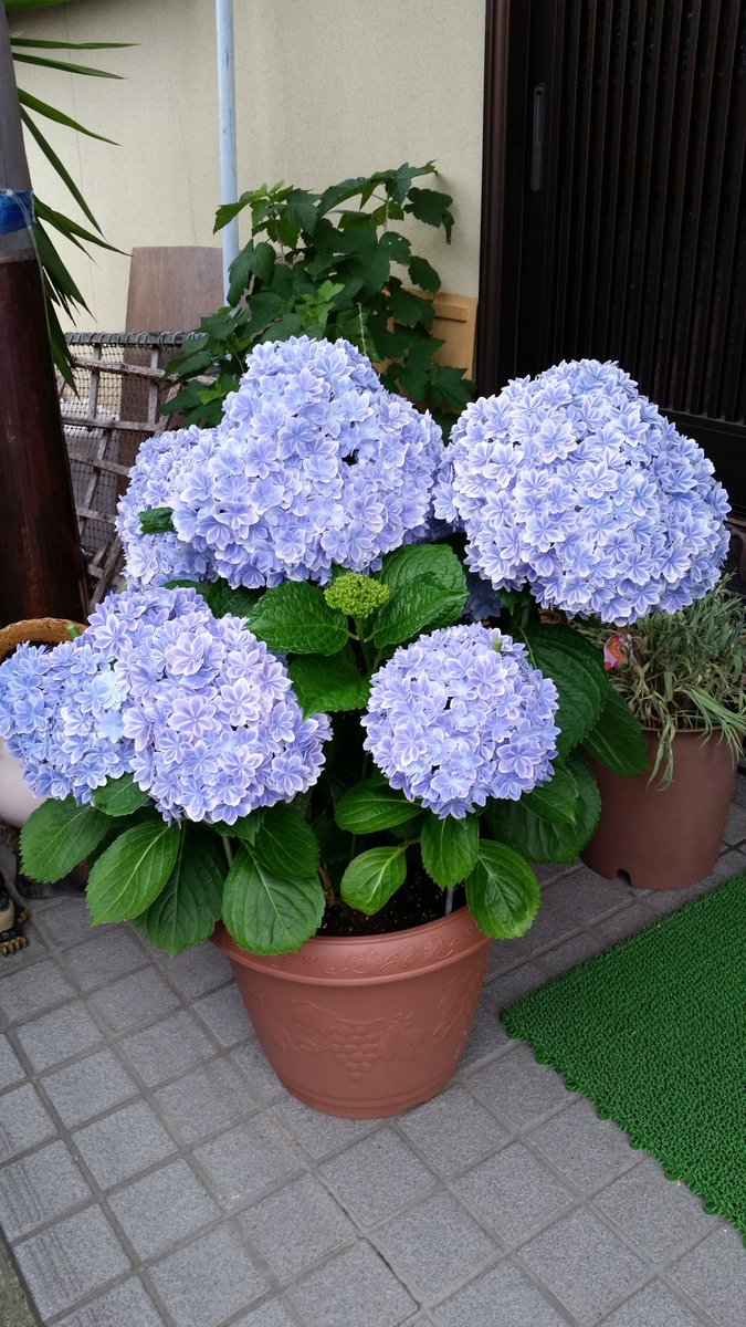 紫陽花万華鏡ブルー 紫陽花万華鏡ブルー