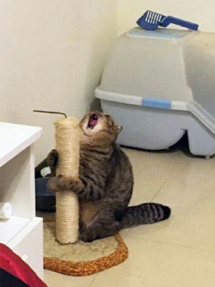 𝙎𝙤𝙡𝙤𝙩𝙤𝙫 tweet media