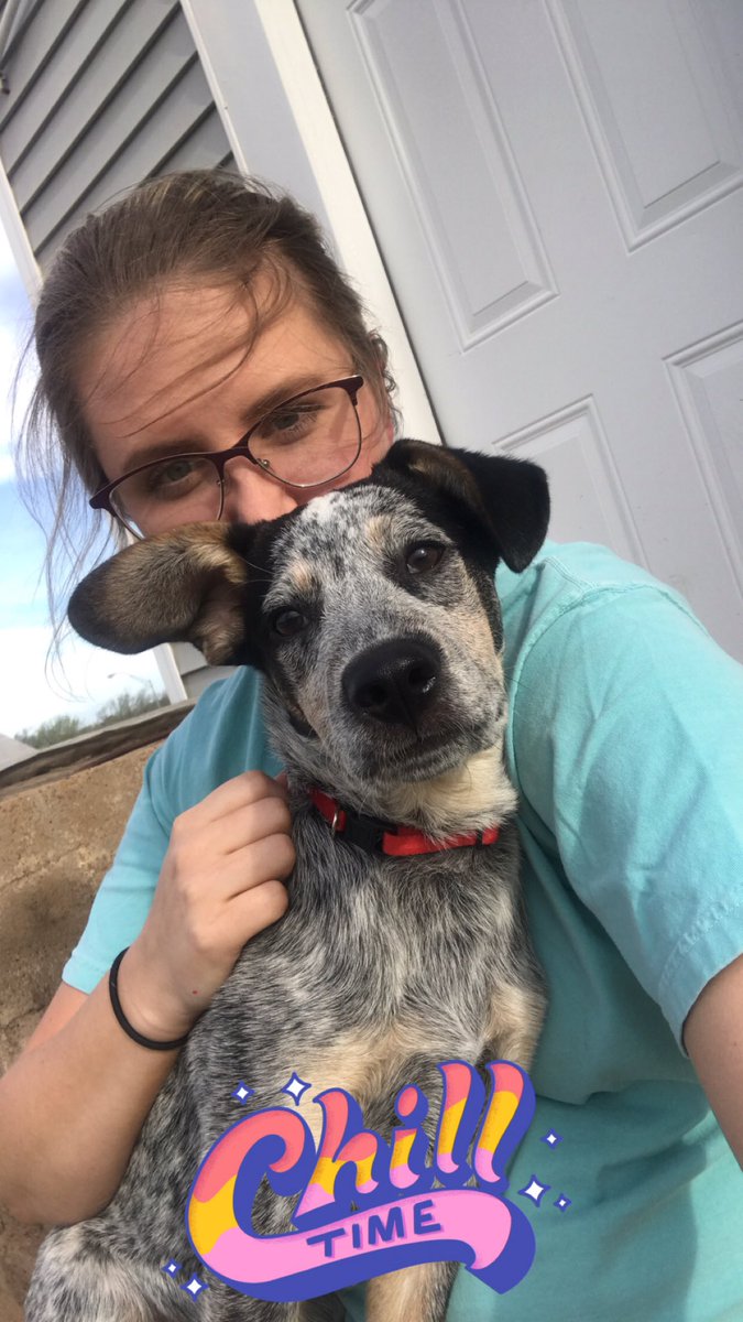 RhiannaChesser's tweet photo. Hello Alva friends, my dog Stevie is missing. He ran away from my house on the boulevard by schuessler’s. If you see him please call (580) 829-2087 He’s literally my child y’all 😩 https://t.co/yTwwmDSAkr