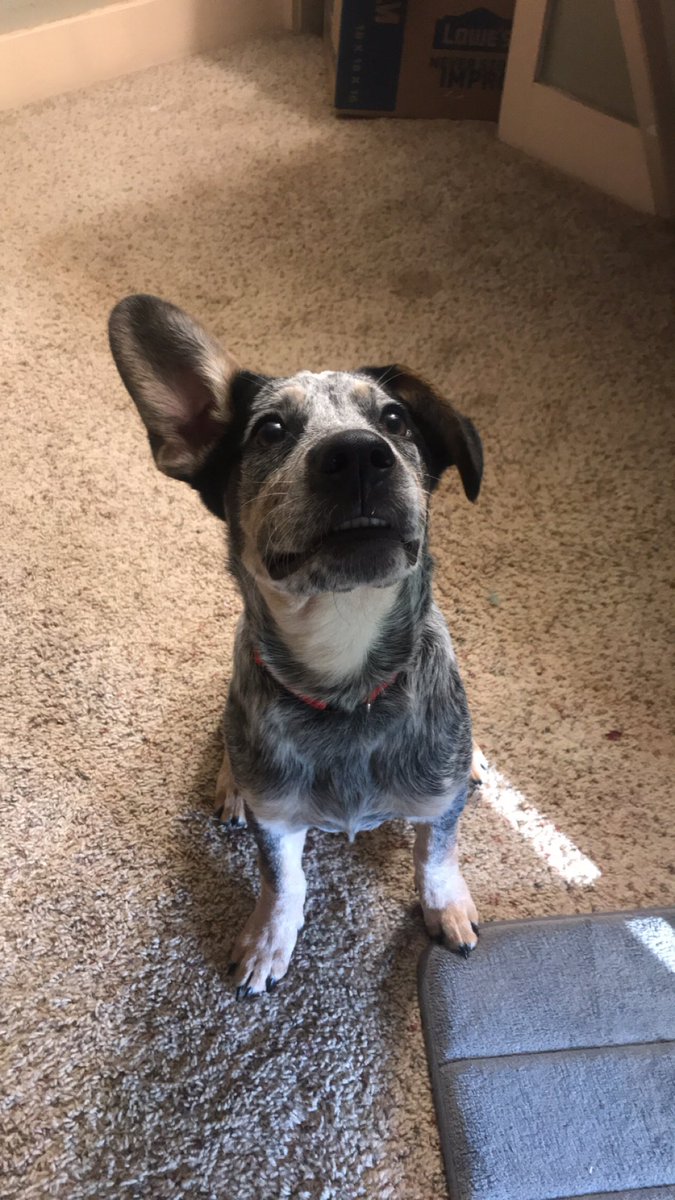 RhiannaChesser's tweet photo. Hello Alva friends, my dog Stevie is missing. He ran away from my house on the boulevard by schuessler’s. If you see him please call (580) 829-2087 He’s literally my child y’all 😩 https://t.co/yTwwmDSAkr