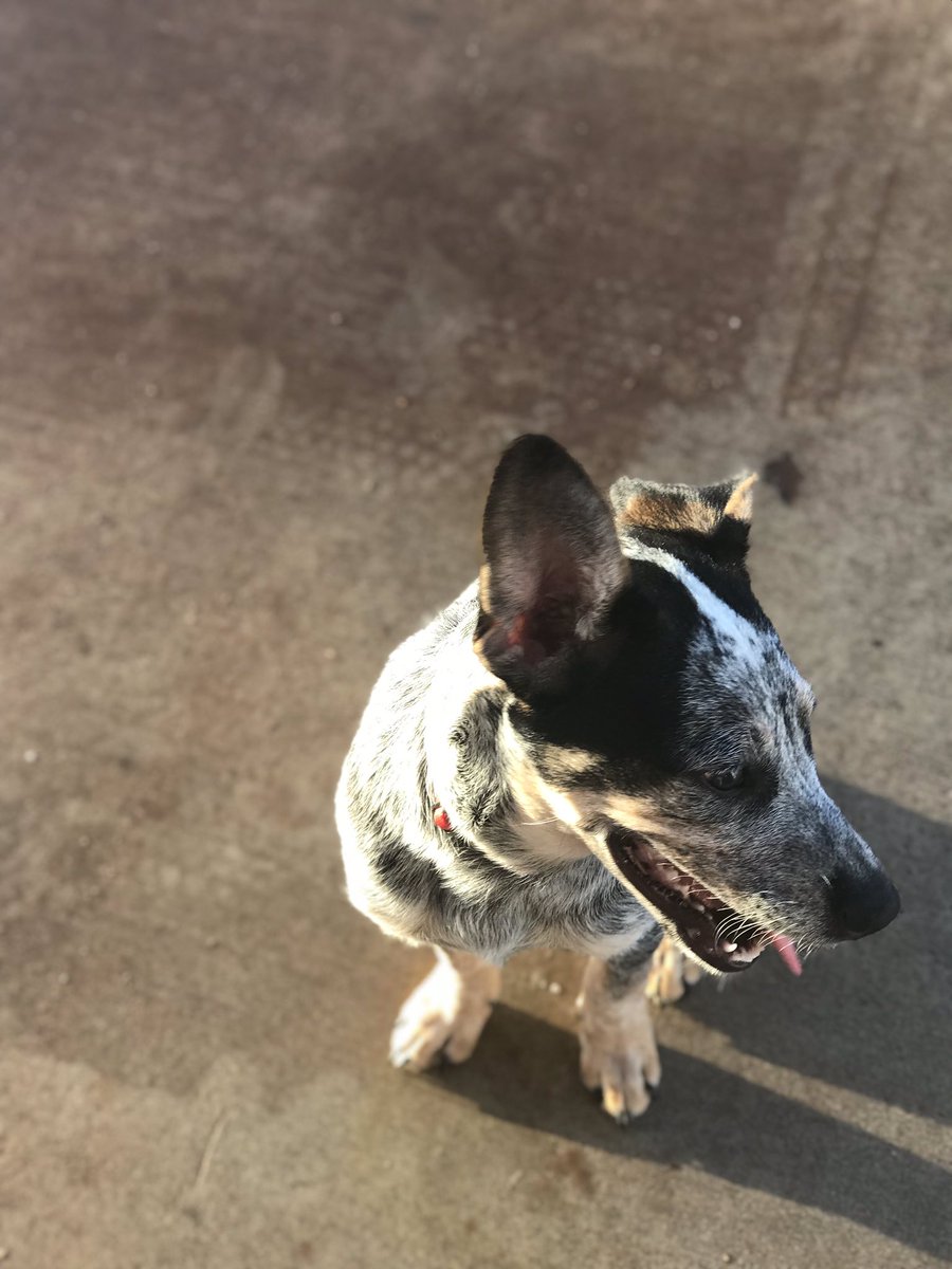 RhiannaChesser's tweet photo. Hello Alva friends, my dog Stevie is missing. He ran away from my house on the boulevard by schuessler’s. If you see him please call (580) 829-2087 He’s literally my child y’all 😩 https://t.co/yTwwmDSAkr