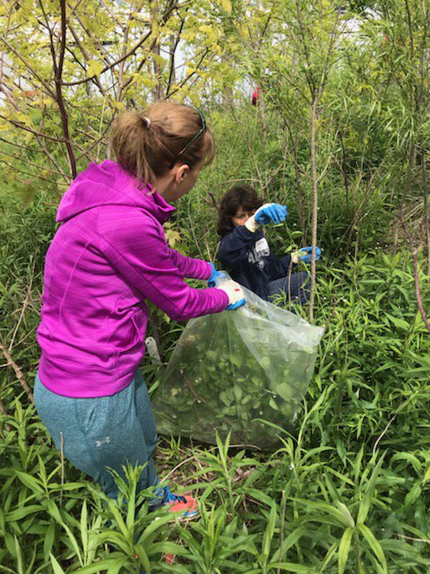 forestscanada's tweet photo. After shrub &amp; wildflower planting @ Tommy Thompson Park in Toronto, @TRCA_TTP led @Rogers employees in pulling invasive garlic mustard plants. Forest Recovery Canada is dedicated to working with partners to improve wildlife habitat! #GiveTogether #ForestRC #LifeAtRogers https://t.co/vNqMsJ5H8B