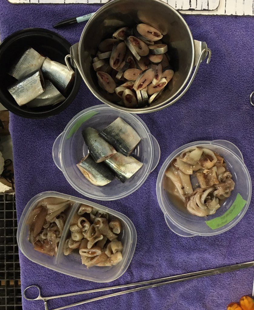 ColleenGotSci's tweet image. What’s for lunch? If you’re a sea turtle @NEAQ rescue you’ll be having herring steaks and squid, raw! Happy sea turtle week! @seaturtleweek #GotScience