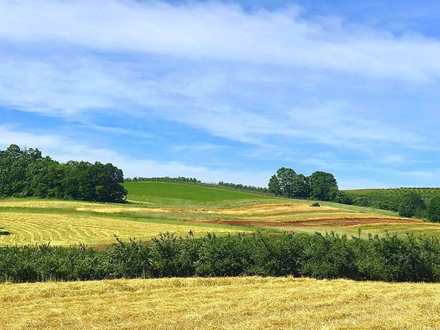 EnchantingNE's tweet photo. Yesterday was the perfect day for strawberry picking at @lymanorchards 🍓 https://t.co/D5vBMgPmvG https://t.co/Oea7dKNfYB