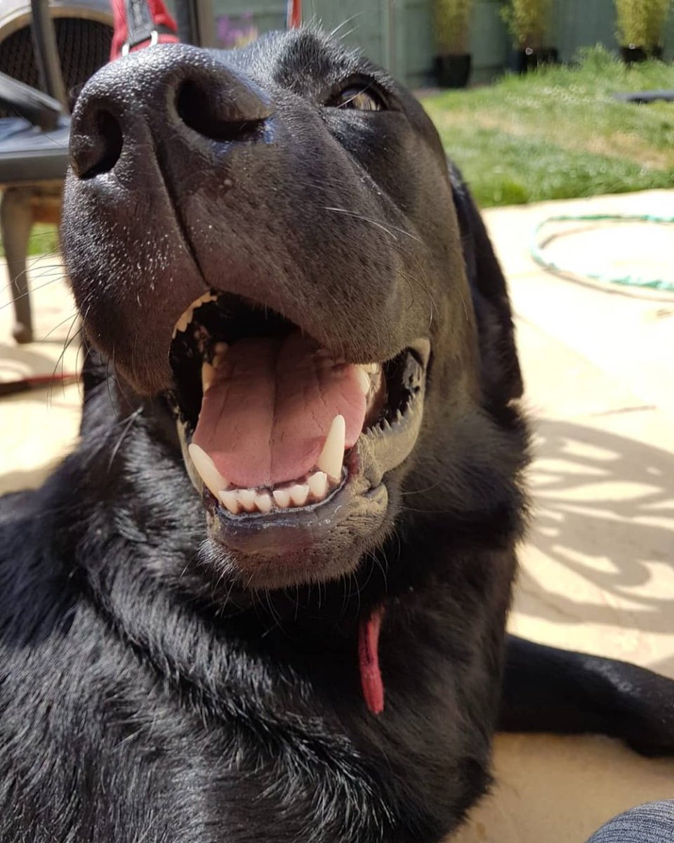 SimonLight's tweet image. I told Riley a joke today. He enjoyed it! 😅😅