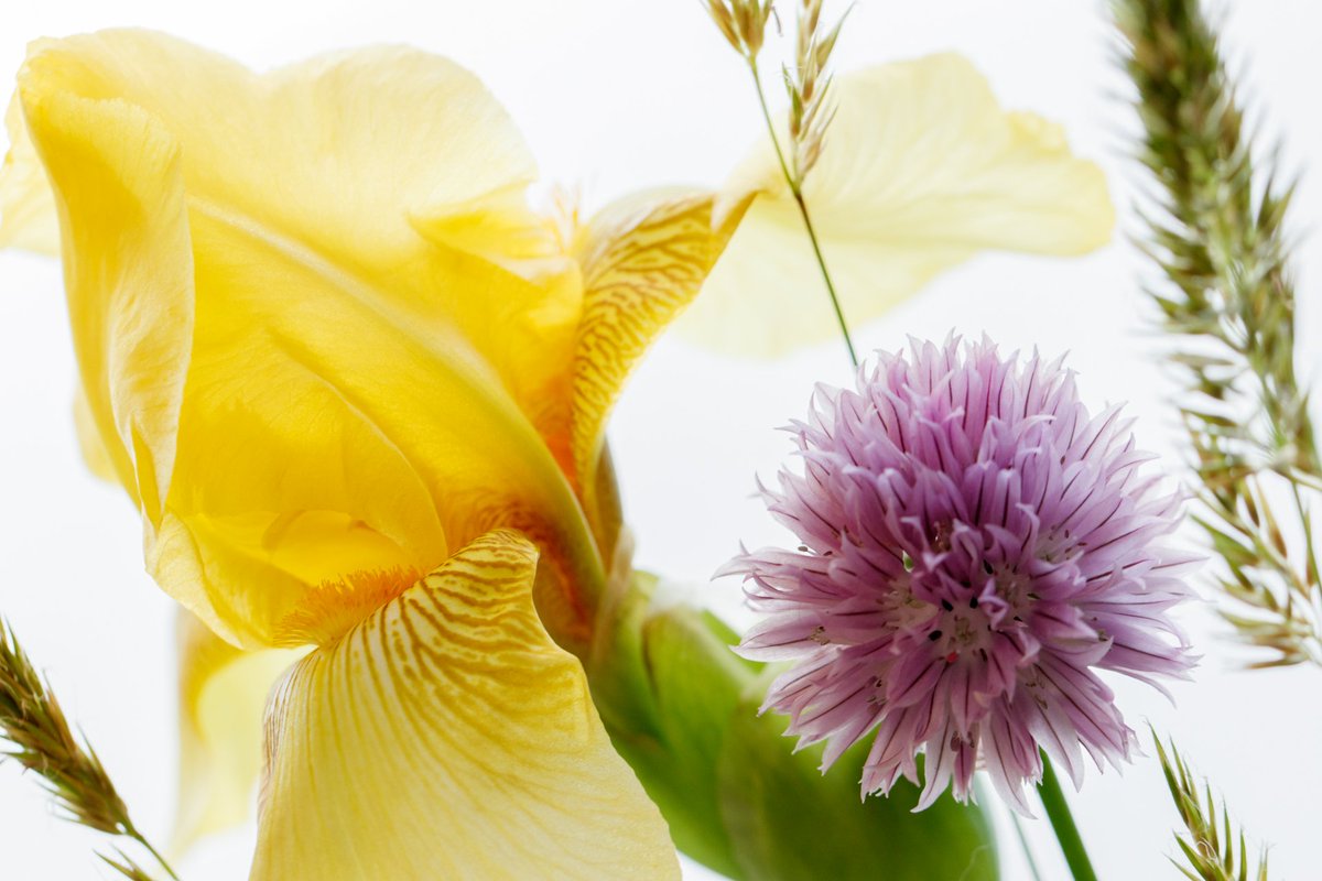 Bearded Iris, Chive Blossom, and Grain arrangement presented by members of the Grand Valley Iris Society on the weekend of June 1, 2019 at Frederik Meijer Gardens and Sculpture Park. 
#MeijerGardens #Flowers #Irises #FrederikMeijerGardens 
 instagram.com/p/ByfsoQ1AHJZ/…