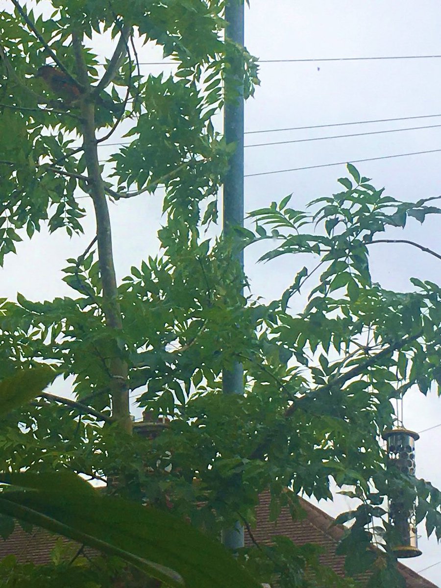 We Dig NG9 (@wedigng9) on Twitter photo Saw a Jay on my new <a href="/PeckishBirdFood/">Peckish Bird Food</a> suetball feeder this morning. I mean, I put it there for the sparrows, but Iāll take a Jay and be happy about it.
THEY ARE SO YAFFLEY.
(Sorry for rubbish pic 2) Saw a Jay on my new <a href="/PeckishBirdFood/">Peckish Bird Food</a> suetball feeder this morning. I mean, I put it there for the sparrows, but Iāll take a Jay and be happy about it.
THEY ARE SO YAFFLEY.
(Sorry for rubbish pic 2)